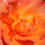 Portocaliu - Trandafir pentru straturi Floribunda - Courtoisie